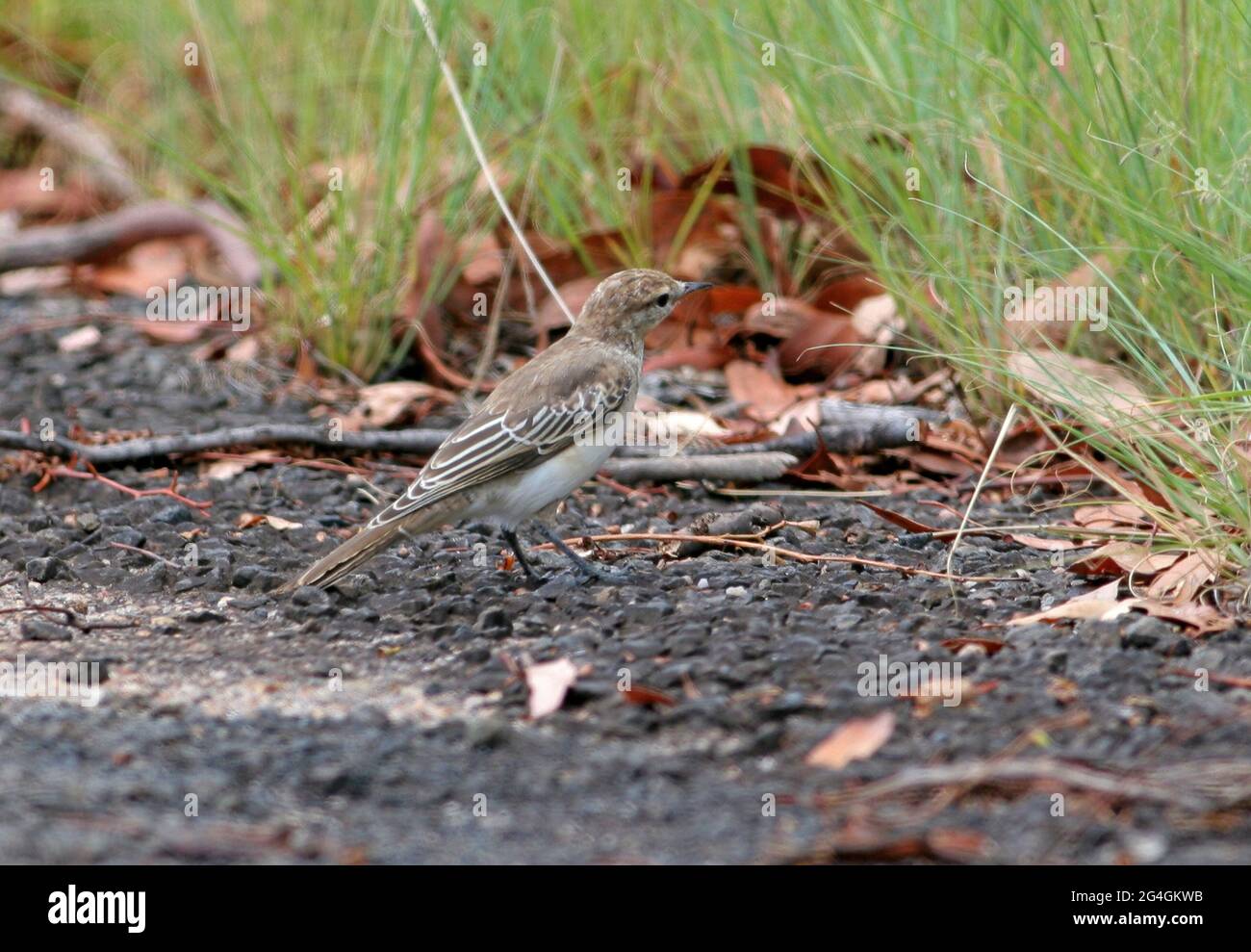White-winged Triller (Lalage sueurii) immature on the ground feeding by the side of a country road south-east Queensland, Australia      January Stock Photo