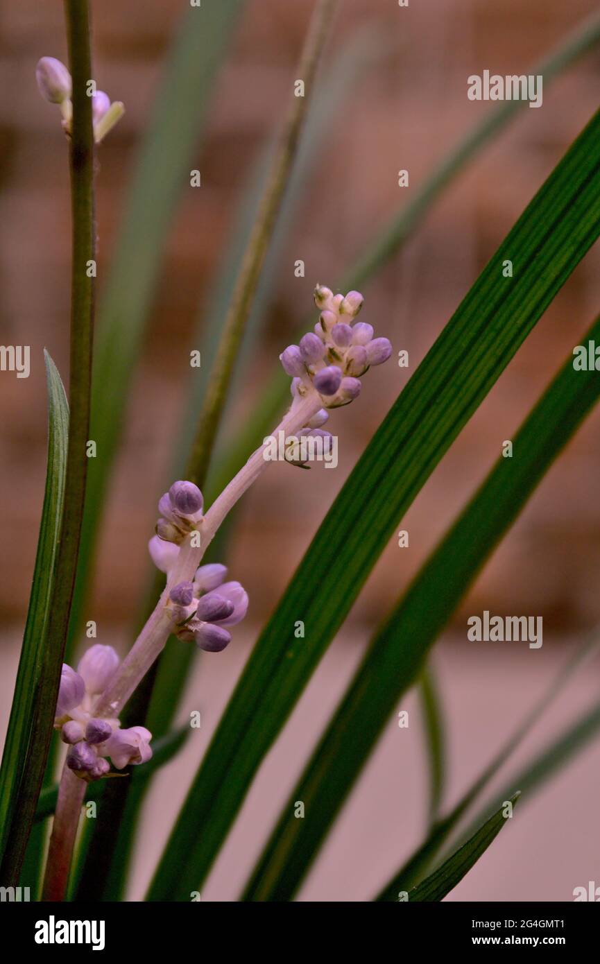 Photo of the flowering plant Ophiopogon japonicus Stock Photo