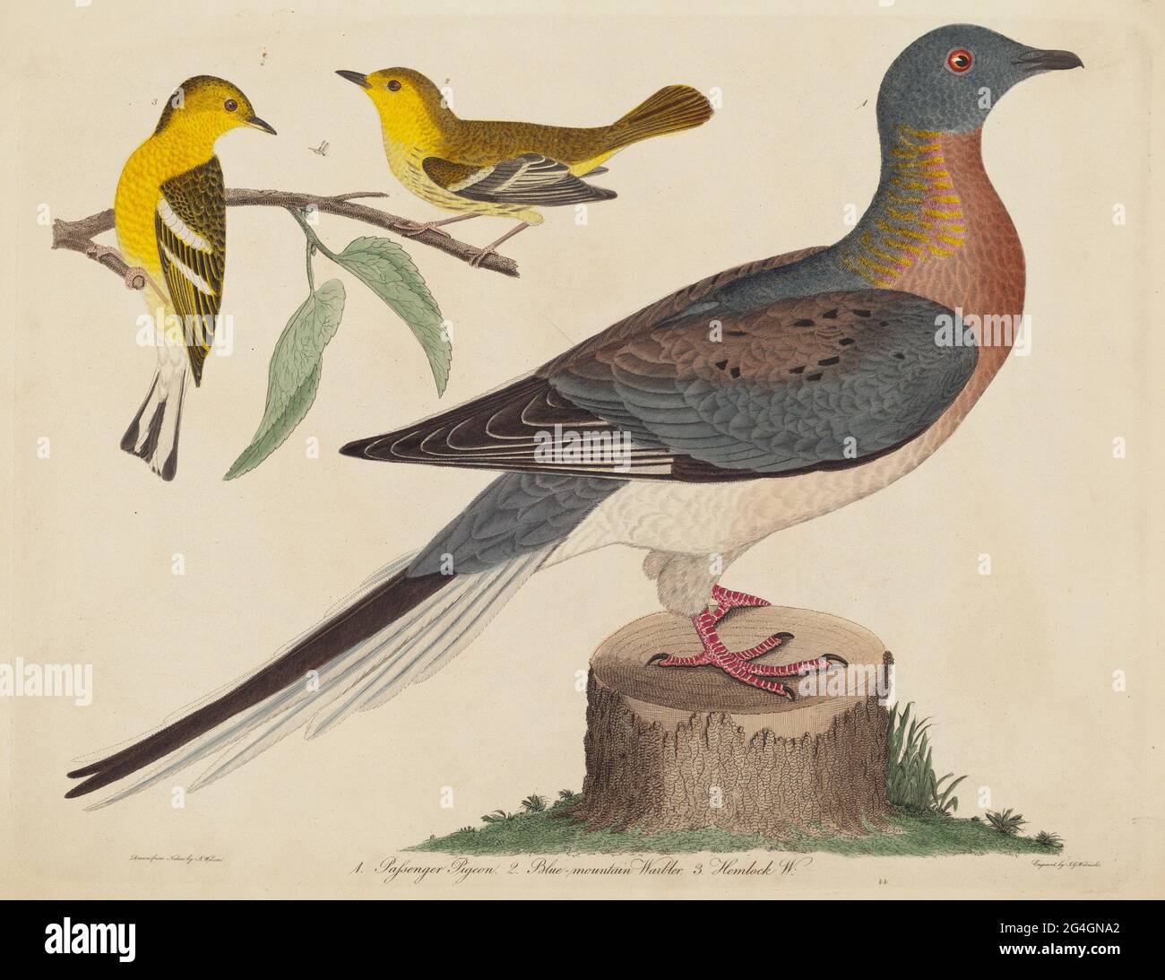 Passenger Pigeon, Blue-mountain Warbler, and Hemlock Warbler, published 1808-1814. Stock Photo