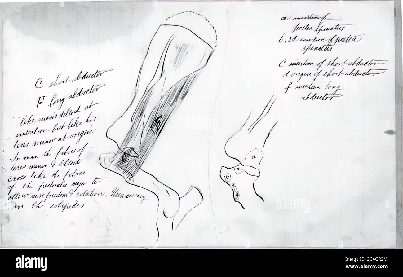 Study Of Bones