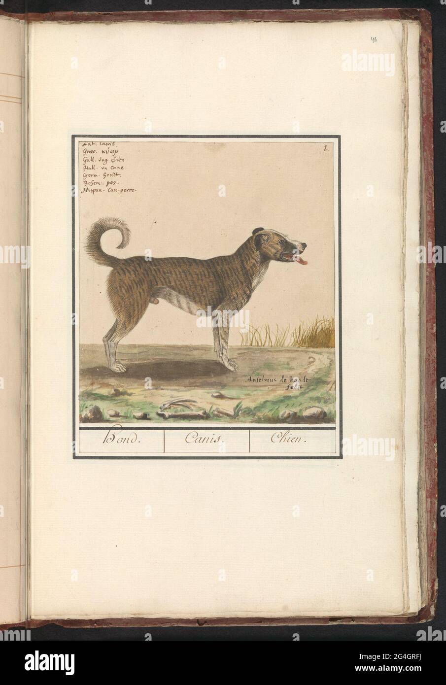 Dog (Canis Lupus Familiaris); Dog. / Canis. / Chien .. Dog. At the top  right numbered: 1. Above the name in seven languages. Part of the first  album with drawings of four-legged