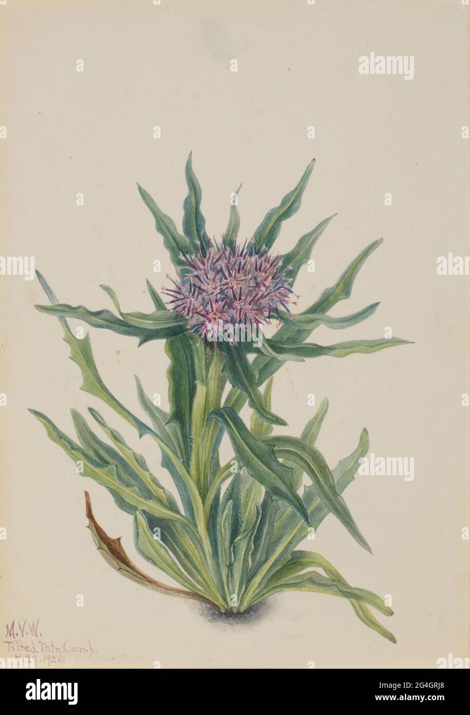 Saussurea (Saussurea densa), 1925. Stock Photo