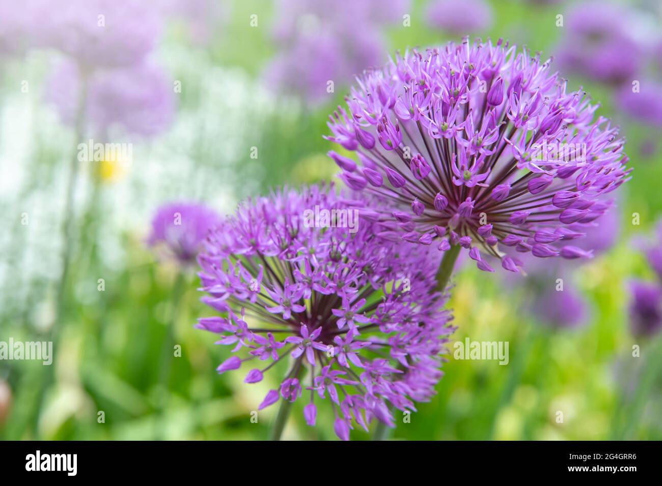 Beautiful purple flowers of the ornamental onion. Allium Giganteum