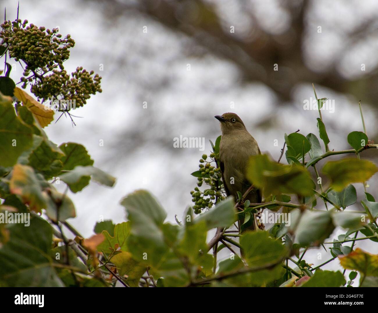 A sombre greenbul isolated on a tree in South Africa Stock Photo