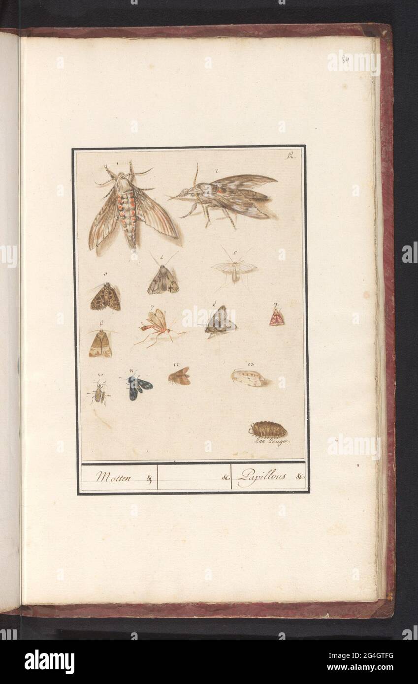Moths and moths; Moths. / Papillons. Leaf with thirteen insects, mostly ...