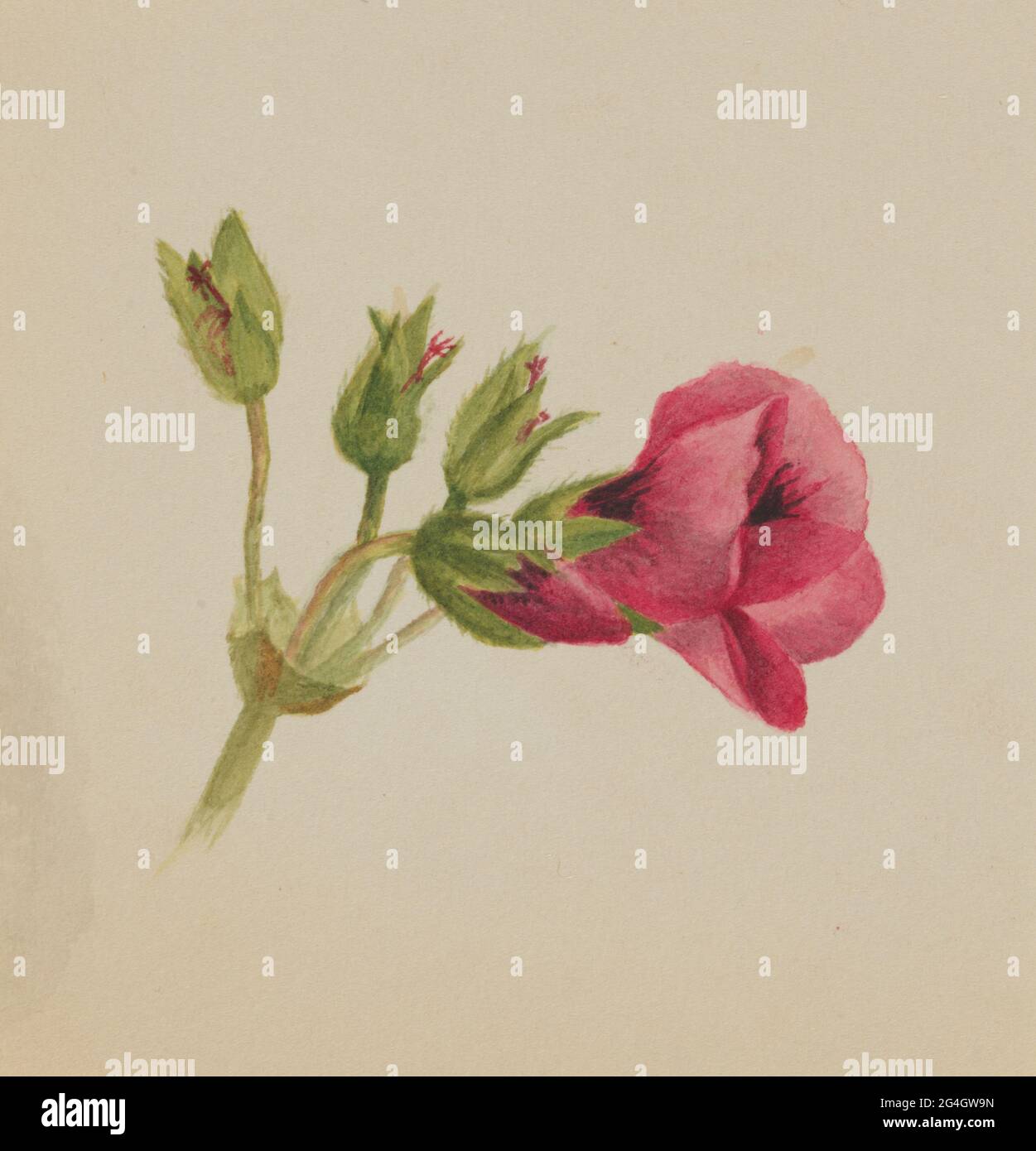(Untitled--Flower Study), ca. 1876. Stock Photo