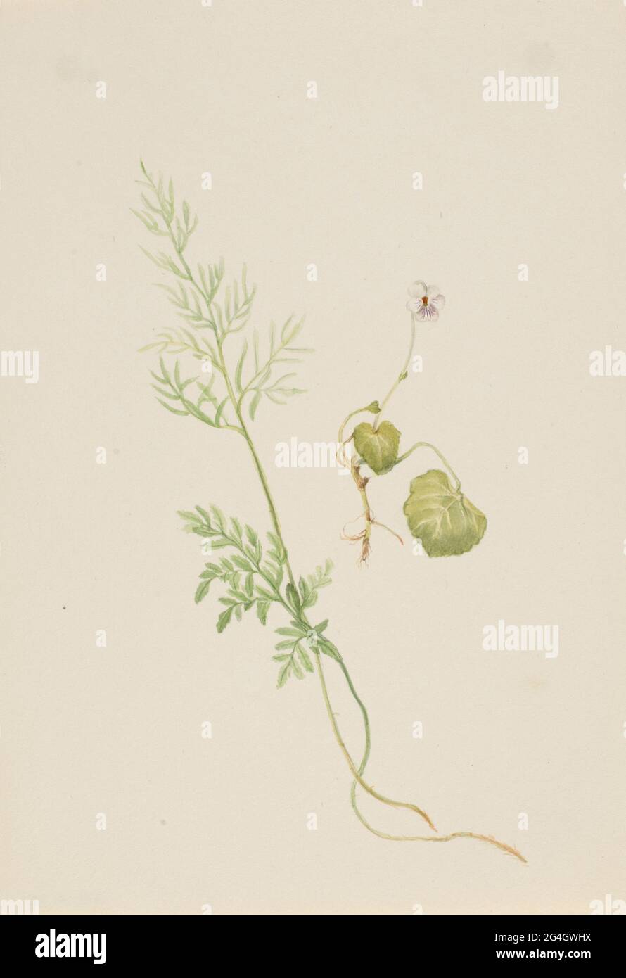 Viola palustris, ca. 1917-1918. Stock Photo