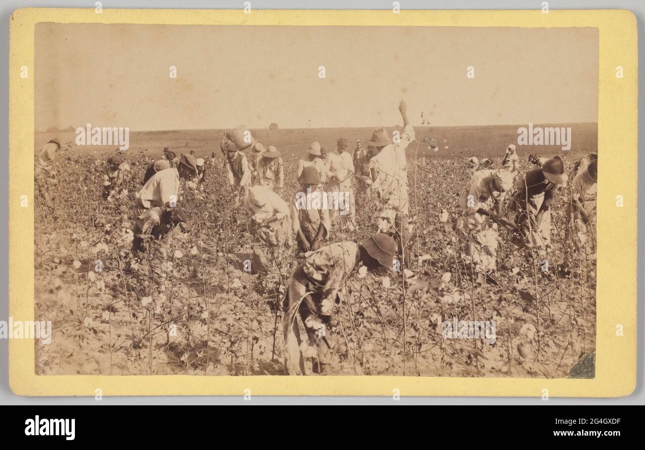 A cabinet card with an albumen print of a group of unidentified African-American men, women, and children picking cotton in a field. The landscape behind the cotton field is barren, with a grove of trees in the far left distance. Most of the people are bent over picking, though some are standing upright and one person in the left background has a large basket hoisted onto their left shoulder. The print is mounted on a pale yellow card mount that is gray on the reverse. The title and photographer name are printed and handwritten in black ink on the reverse. Stock Photo