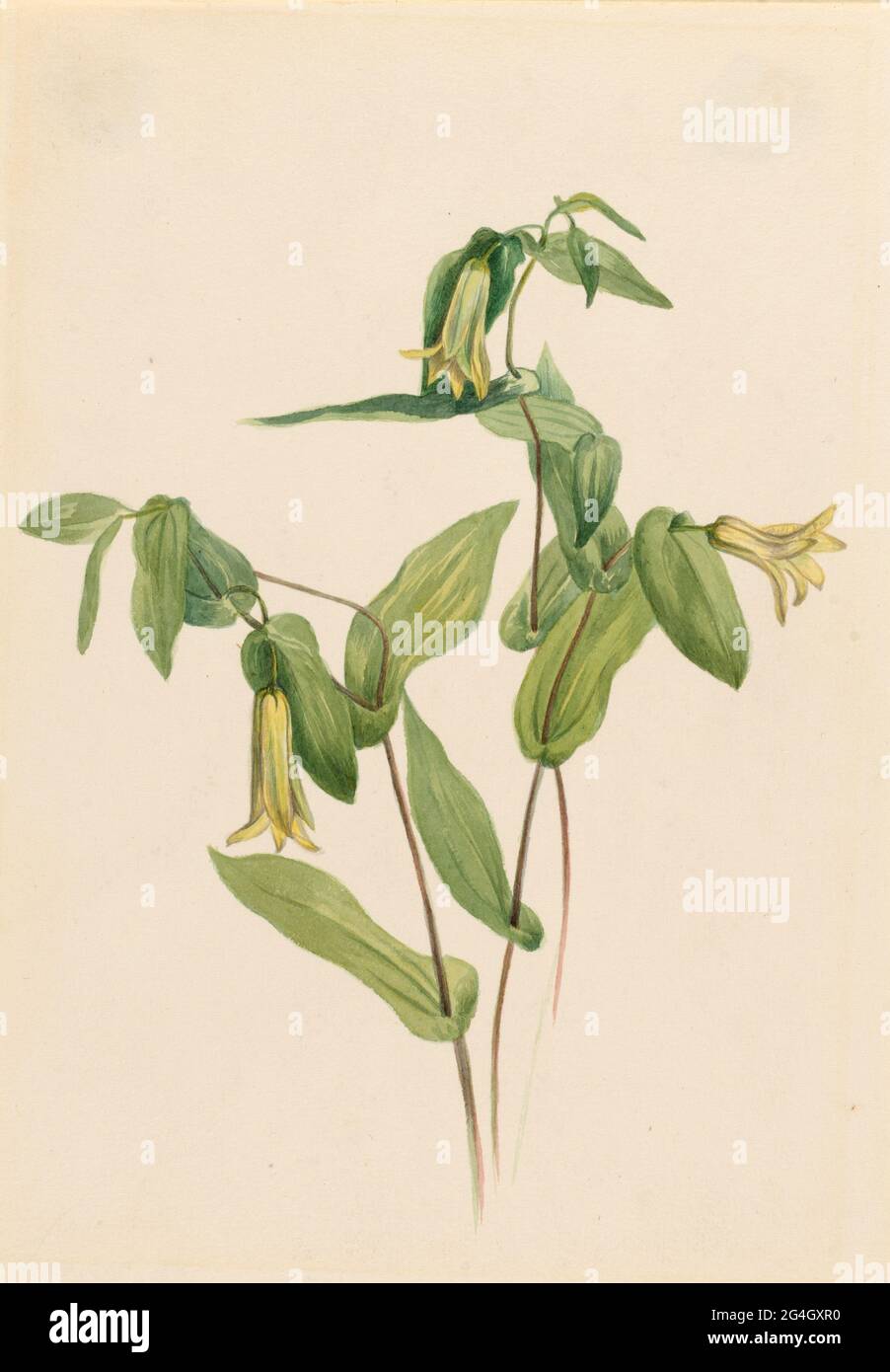 Wood Merrybells (Uvularia perfoliata), n.d. Stock Photo
