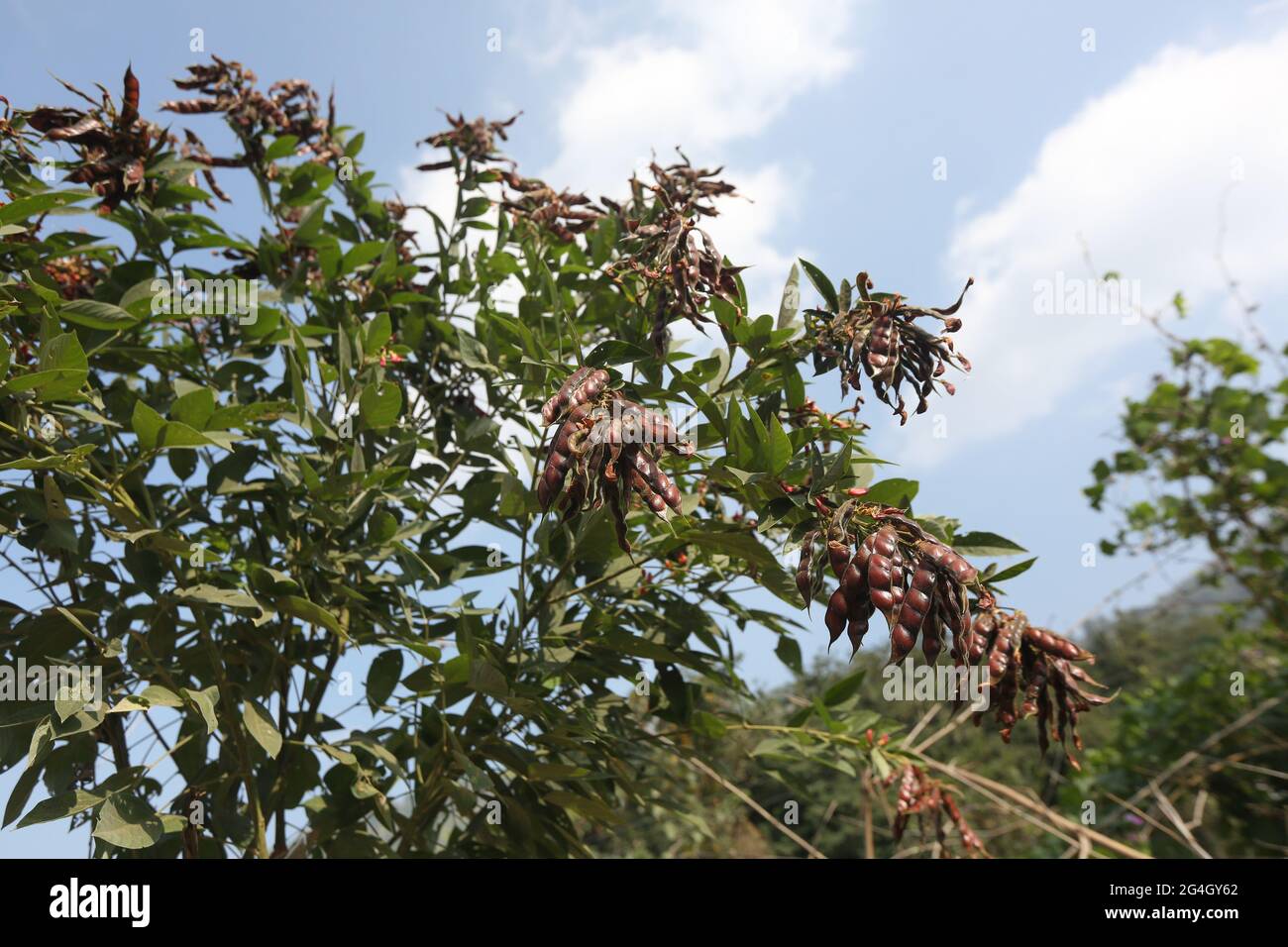 LANJIA SAORA TRIBE. Pigeon pea or toor dal plant with seed pods. Cajanus cajan. Puttasingh village in Odisha, India Stock Photo