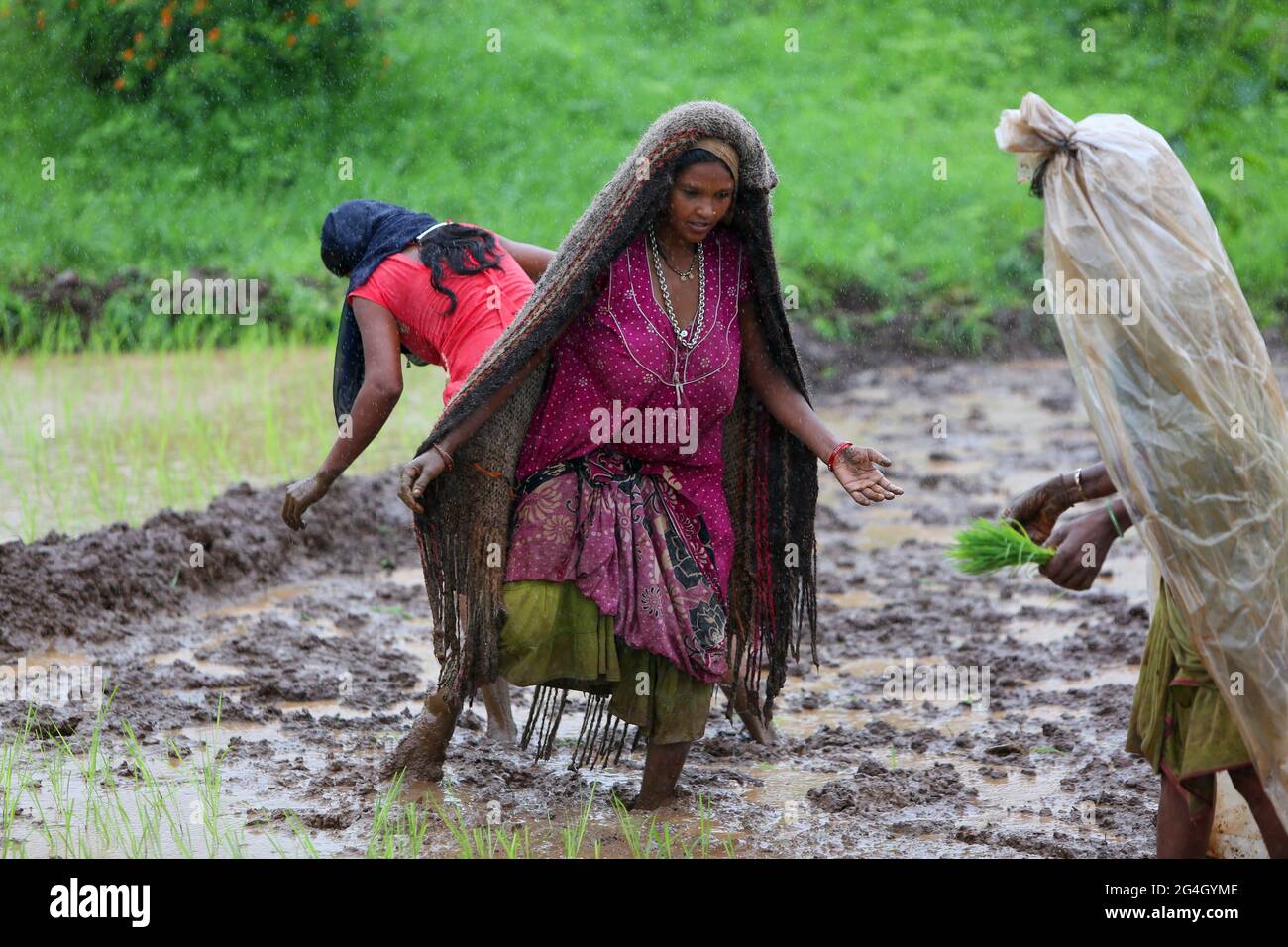 DHANKA TADVI TRIBE. Woman and farmers planting rice in the wet field at the onset on monsoon. Satapuda Hills, Near Molagi Village in Nandurbar, Mahara Stock Photo