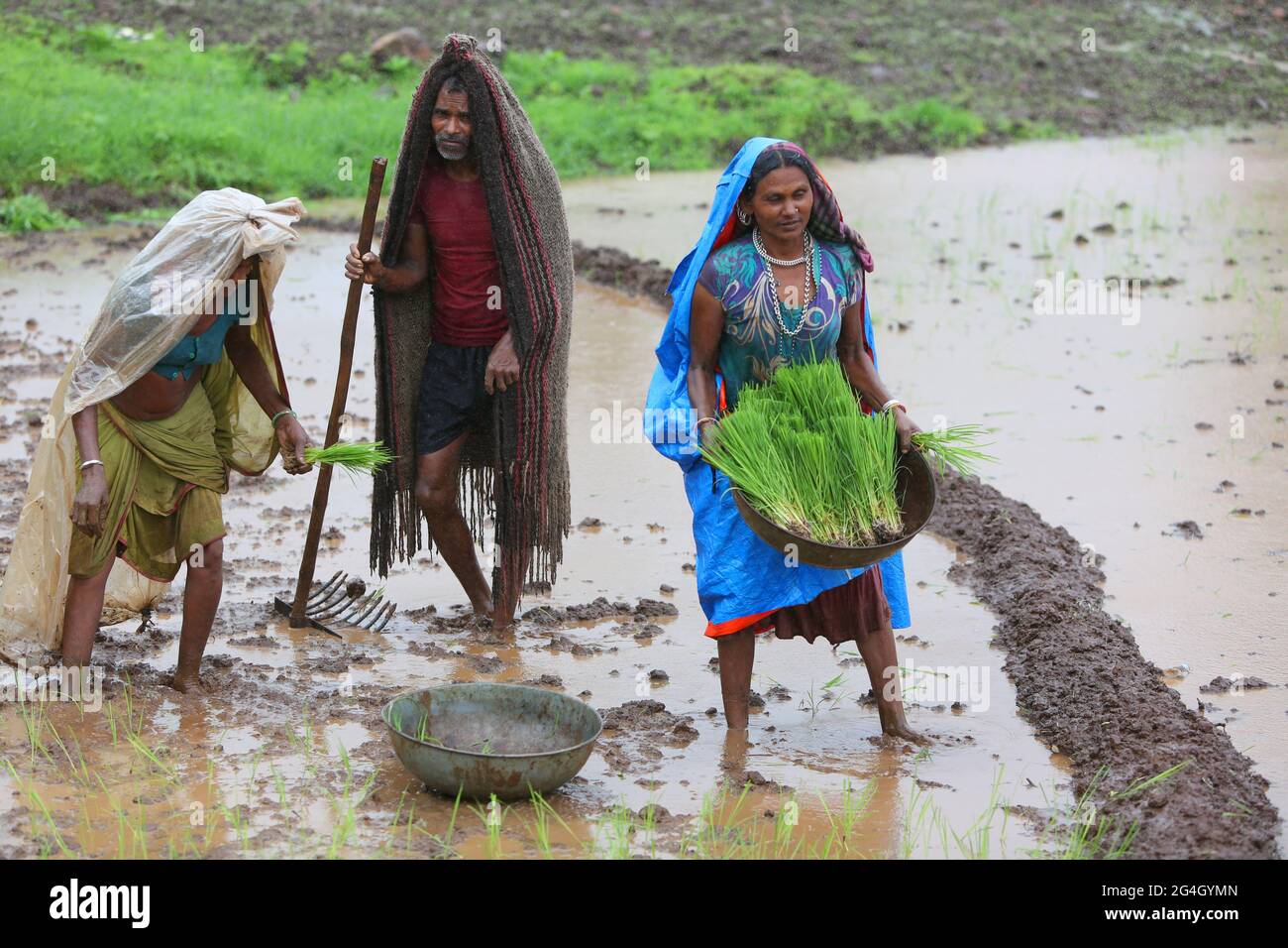 DHANKA TADVI TRIBE. Women and farmer planting rice in the wet field at the onset on monsoon. Satapuda Hills, Near Molagi Village in Nandurbar, Maharas Stock Photo