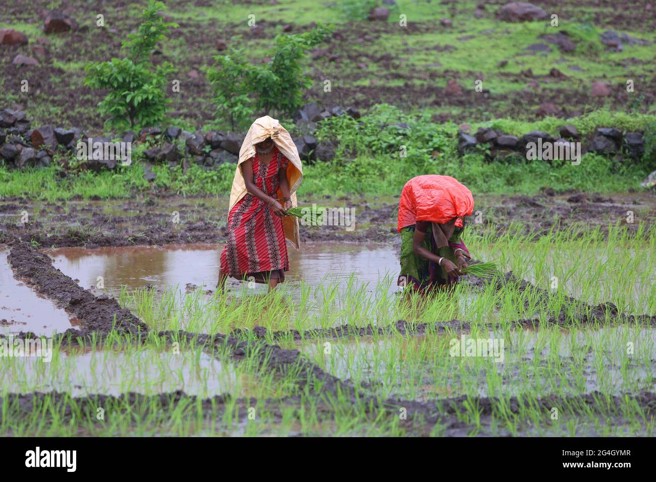 DHANKA TADVI TRIBE. Women and farmer planting rice in the wet field at the onset on monsoon. Satapuda Hills, Near Molagi Village in Nandurbar, Maharas Stock Photo