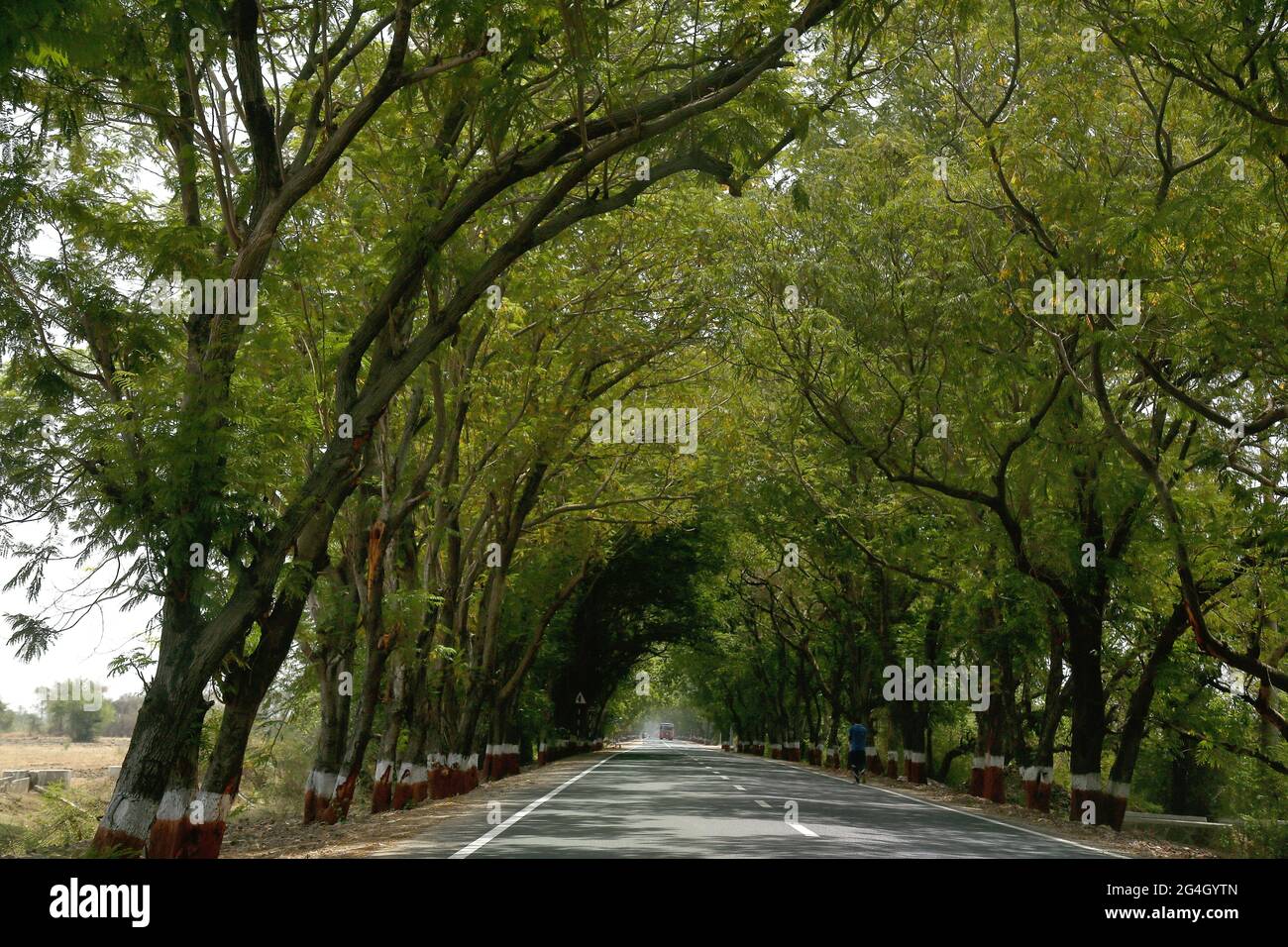 Ahmedabad to Vadodara expressway with canopy of trees on both sides Stock Photo