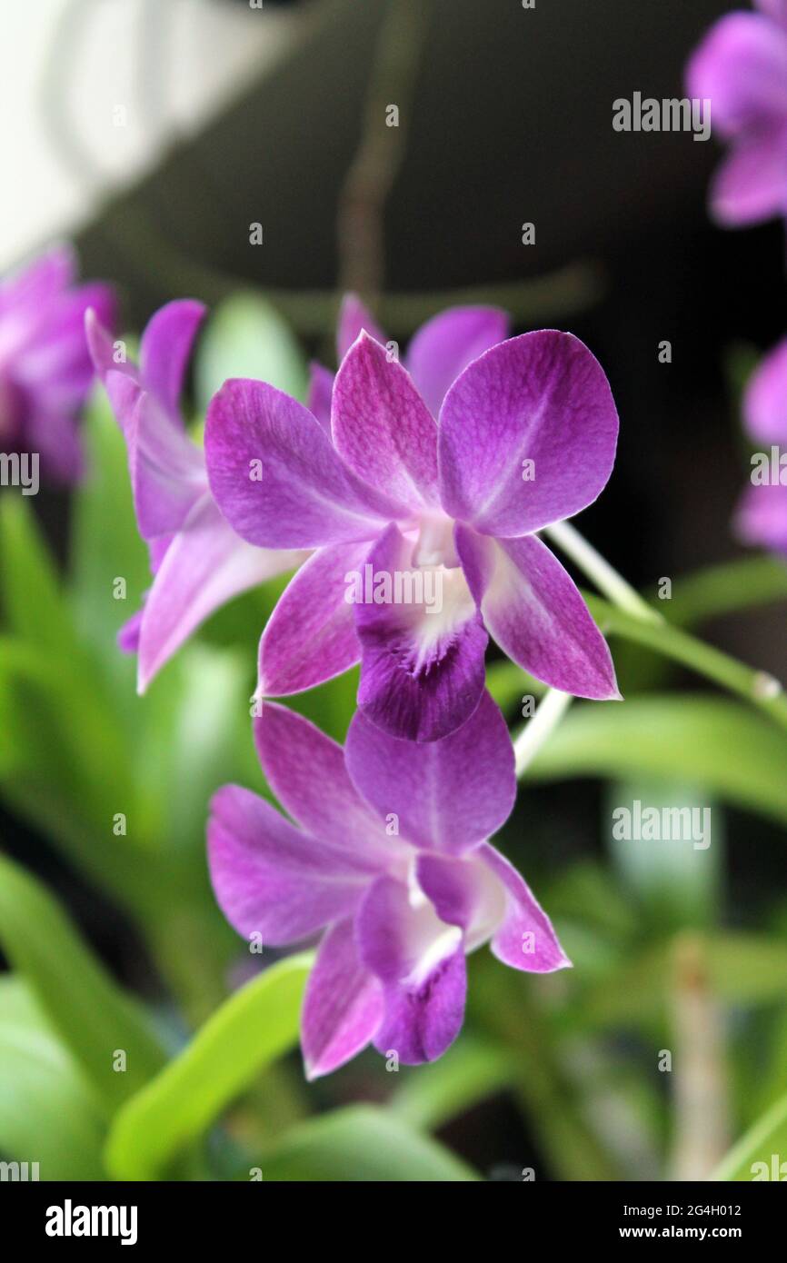 Two dendrobium phalaenopsis flowers in close view Stock Photo