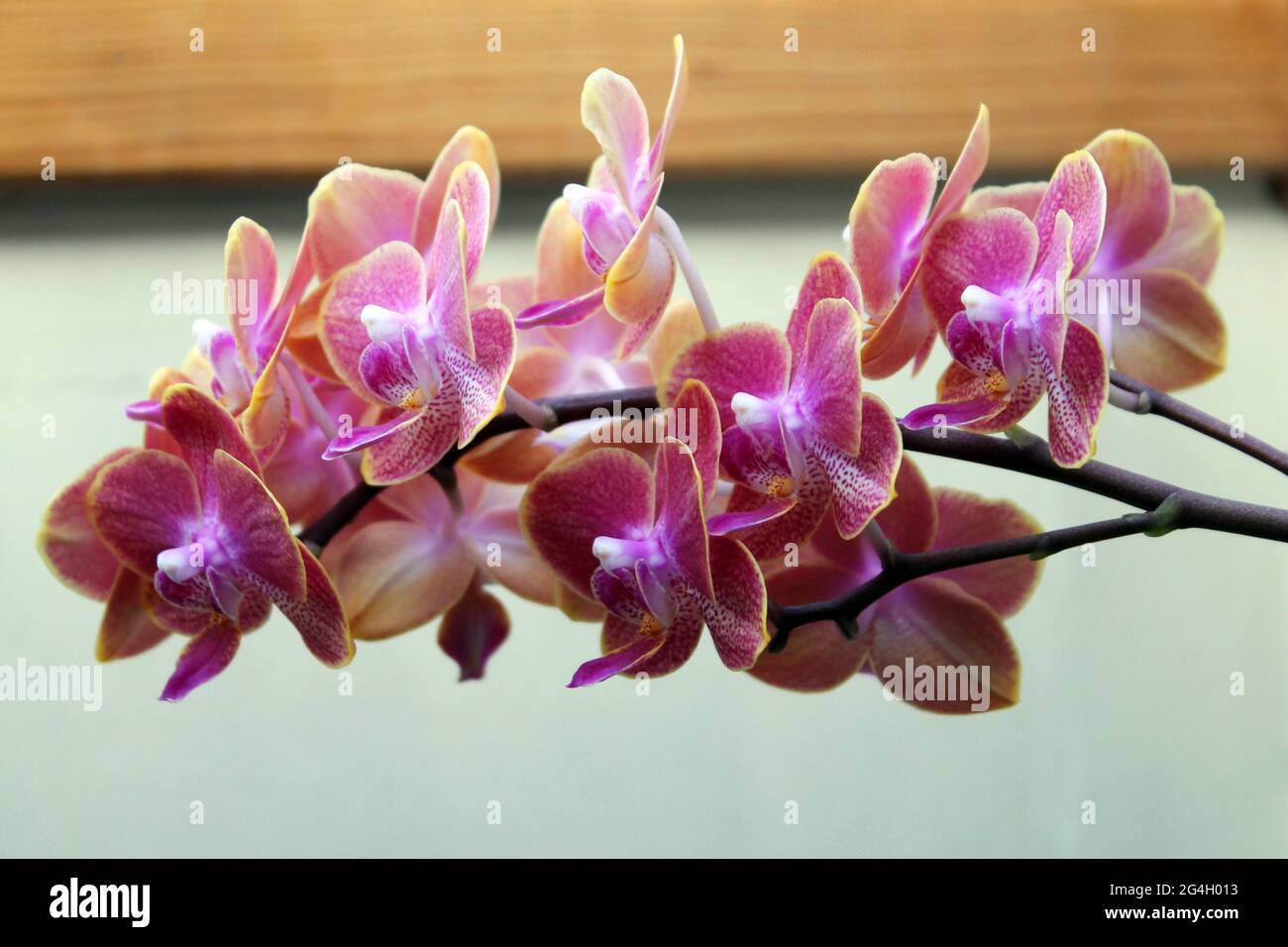 Lots of phalaenopsis orchid flower blooms Stock Photo