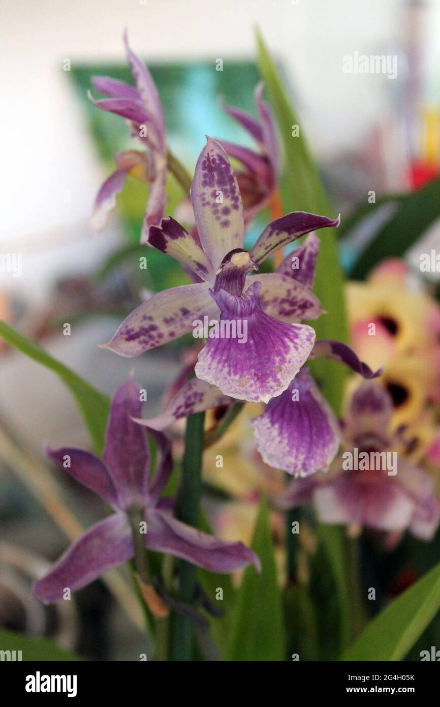 Closeup view of zygopetalum orchid flowers Stock Photo