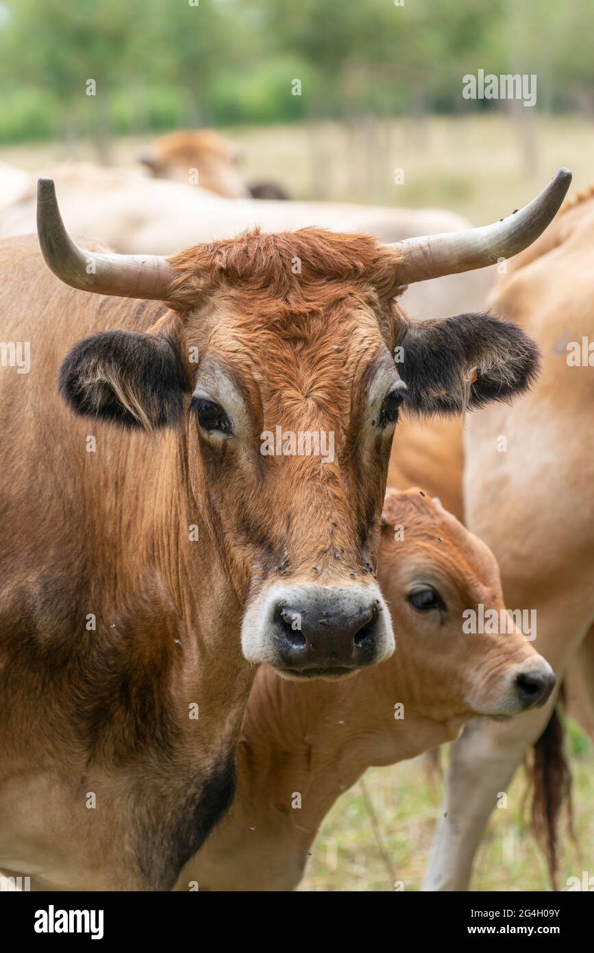 Cow and calf from rare cattle breed La Maraichine grazing in farmland fields in Marais Poitevin, Charente Maritime, France Stock Photo