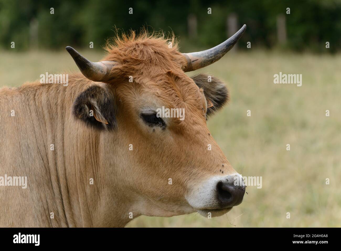 Cow portrait from cattle breed La Maraichine grazing in farmland fields in Marais Poitevin, Charente Maritime, France Stock Photo