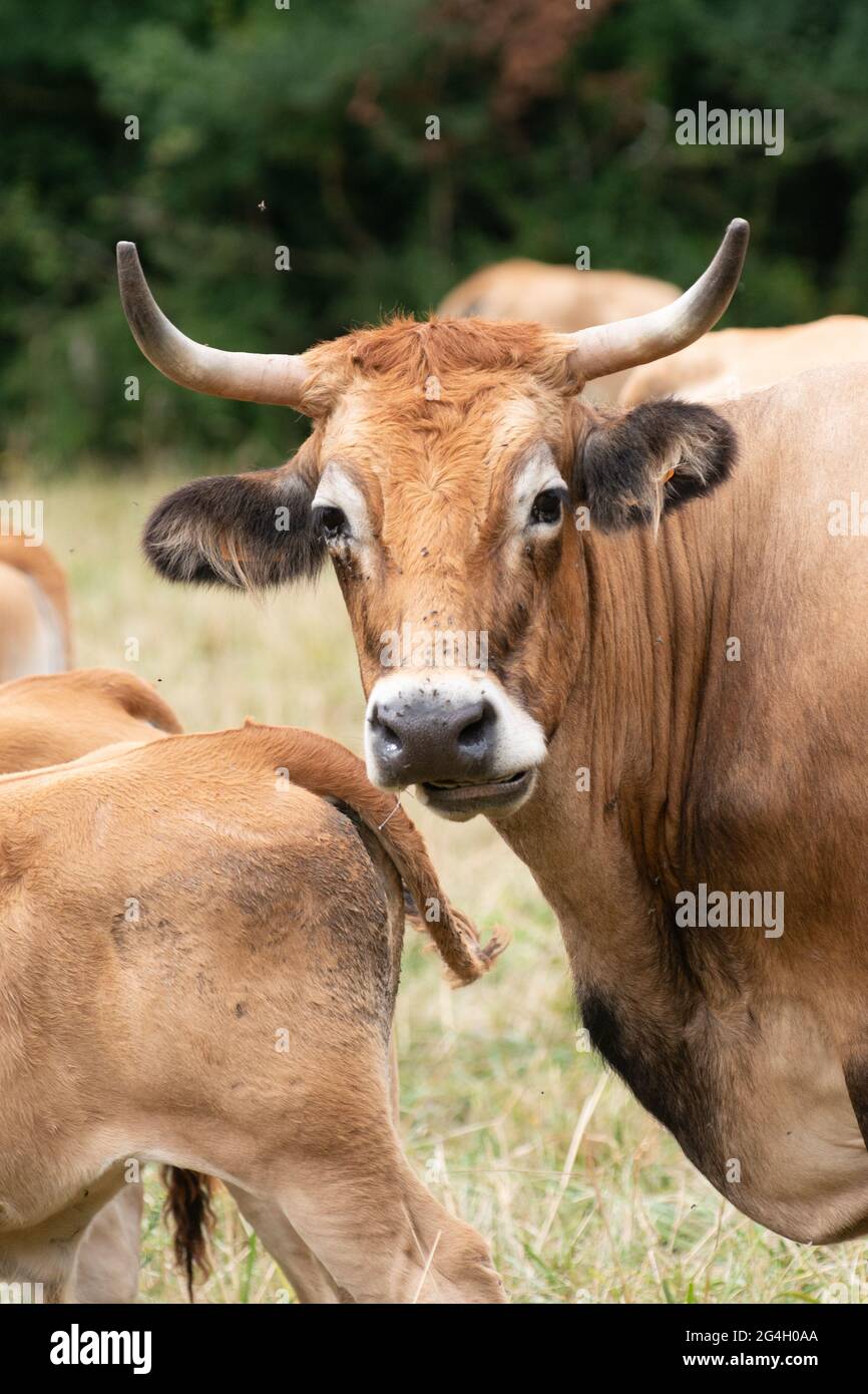 Rare cow breed La Maraichine grazing in farmland fields in Marais Poitevin, Charente Maritime, France Stock Photo