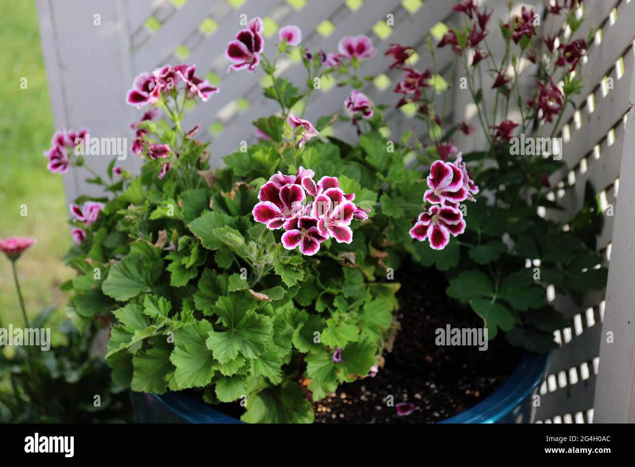 Blooming Elegance Imperial Geraniums with white, pink and red flowers growing outdoors in