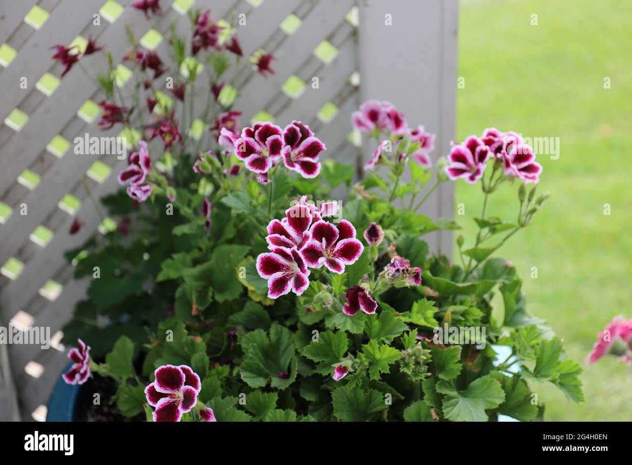 Blooming Elegance Imperial Geraniums with white, pink and red flowers growing outdoors in