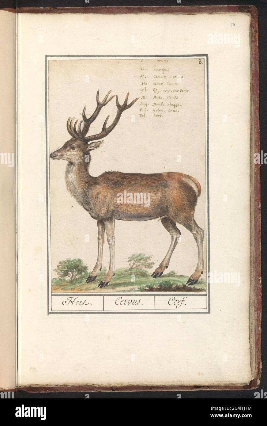 Deer (cervidae); Deer. / Cervus. / Cerf .. deer (goat). At the top right  numbered: 8. At the top right the name in nine languages. Part of the first  album with drawings