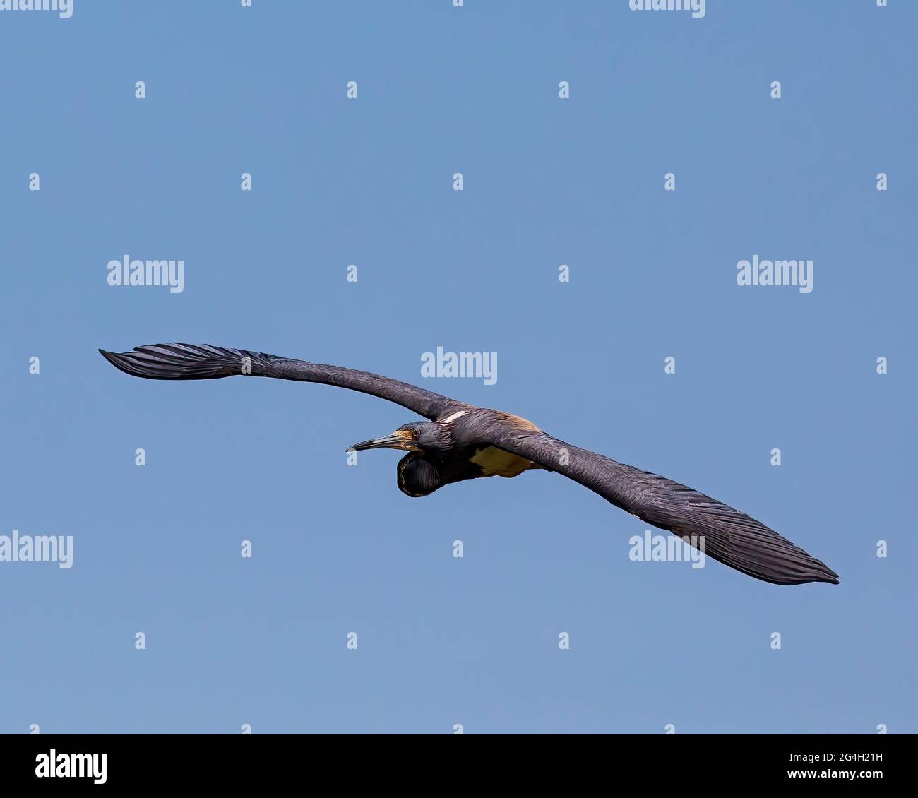 A perfect example of a curved wingspan on this Tricolored Heron on Butler Island in the Altamaha WMA.  It is a beautiful aesthetic. Stock Photo