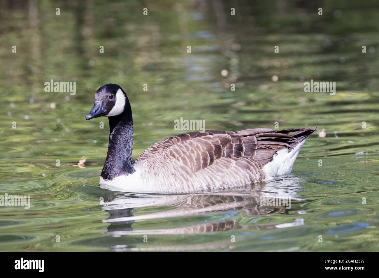 Canada goose UK - a single adult Canada goose, Branta canadensis, side view, swimming in a lake, Suffolk UK Stock Photo