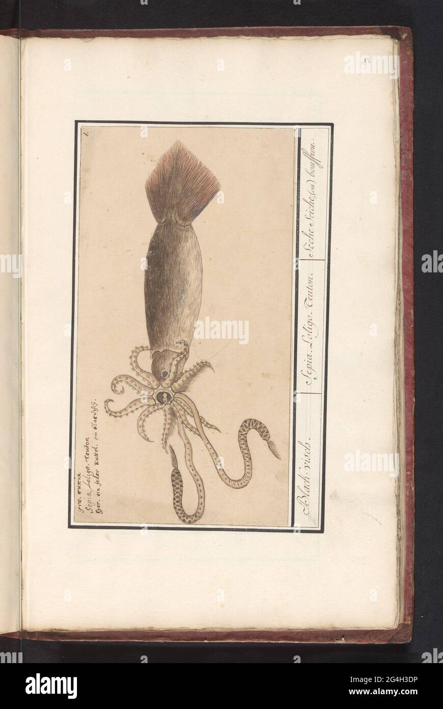 Ordinary squid (Loligo vulgaris); Black-visch. / Sepia. Loligo. Teuton. / Sèche Seiche, (ou) Bouffrou. Squid. Numbered at the top right: 1. Above the name in three languages. Part of the sixth album with drawings of fish, shells and insects. Sixth of twelve albums with drawings of animals, birds and plants known around 1600, commissioned by Emperor Rudolf II. With explanation in Dutch, Latin and French. Stock Photo