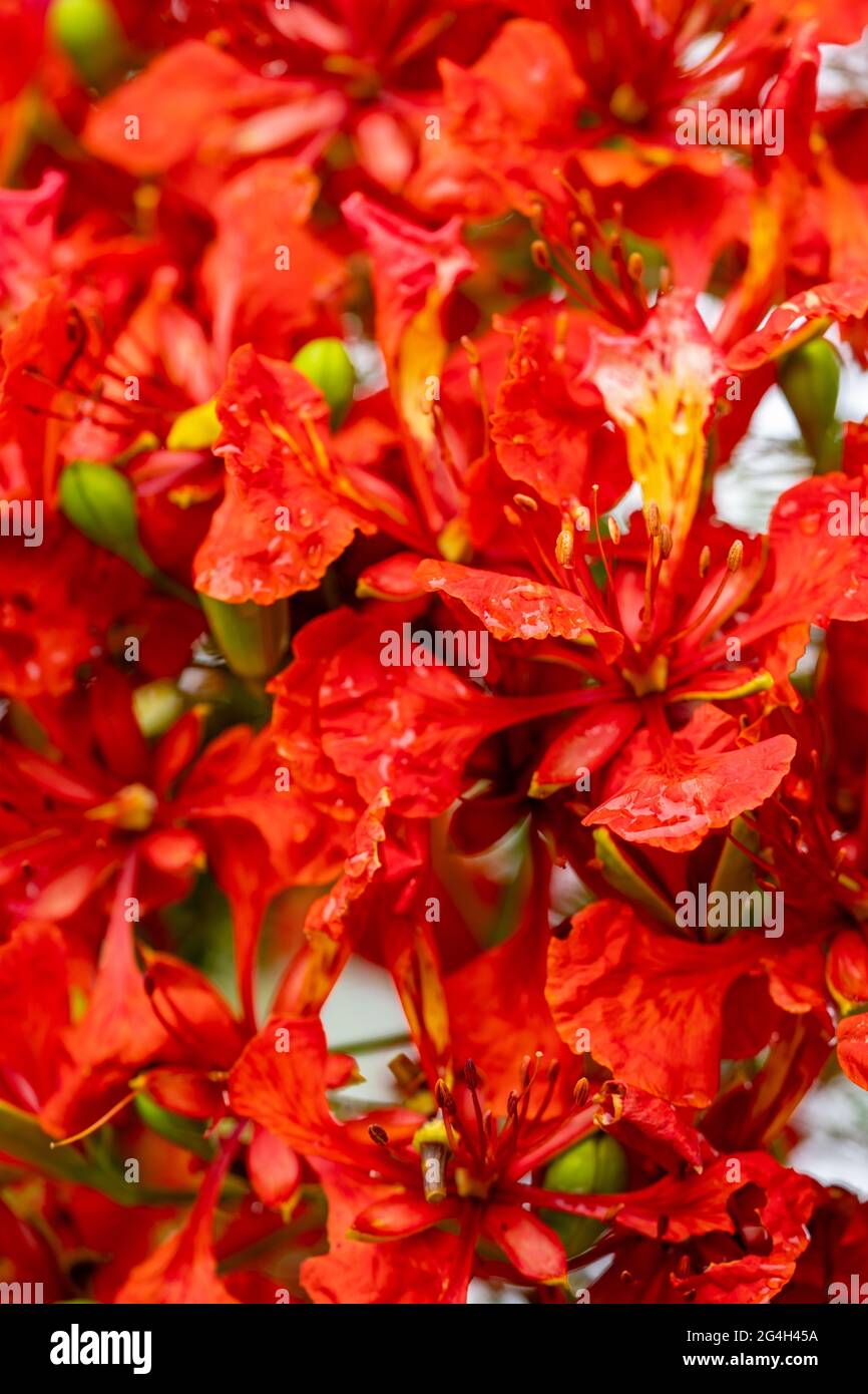 Macro photo nature red hi-res stock photography and images - Alamy