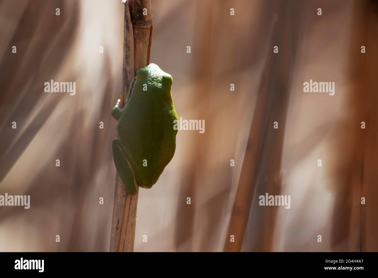 Tree frog Hyla meridionalis sitting on rush Stock Photo