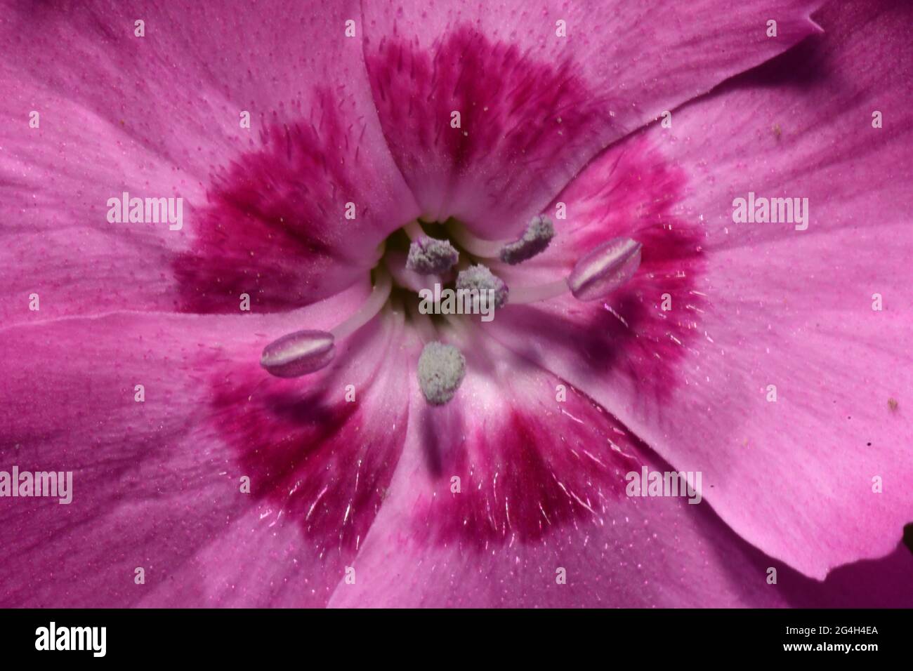 Pink Dianthus,close-up,showing the Stamen consisting of the filament with the Anther on its tip.Growing in a Somerset garden. Stock Photo