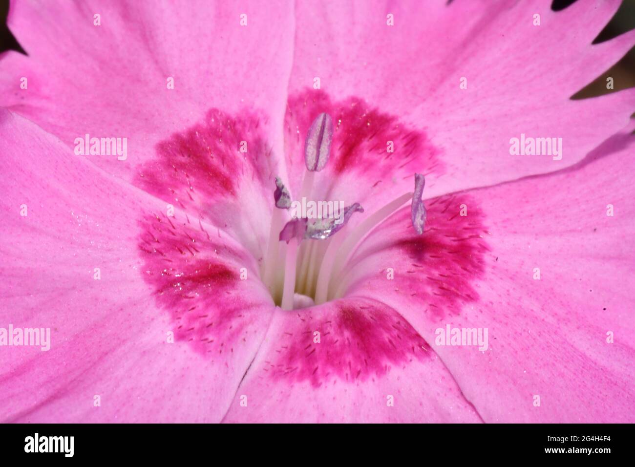 Pink Dianthus,close-up,showing the Stamen consisting of the filament with the Anther on its tip.Growing in a Somerset garden. Stock Photo