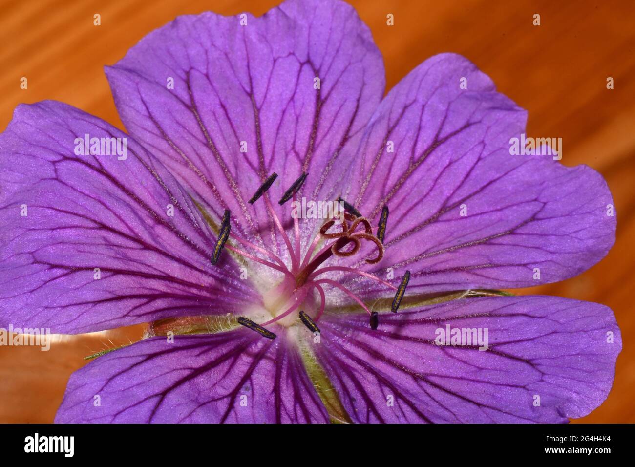 Geranium, cranesbill,close-up showing stamen around an ovary of merged carpels, with 5 style branches, purple petals,hardy perennial flowers. Stock Photo