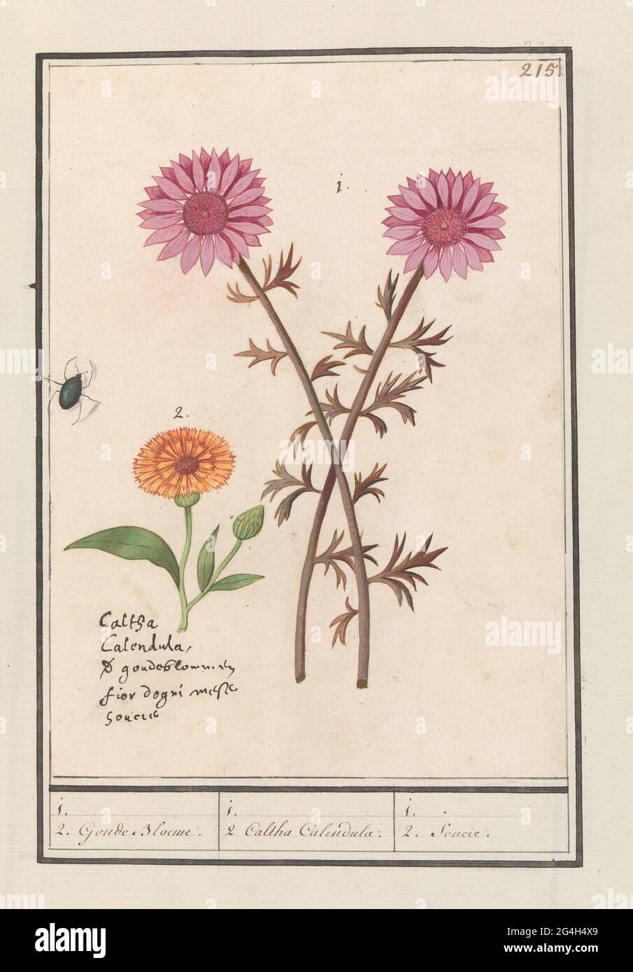 Pink flower (unknown) and marigold (Calendula officinalis); 1. 2. Goude Bloeme. / 1. 2. Caltha Calendula. / 1. 2. Soucie .. Two pink flowers of an unknown species, possibly an anemone, and a marigold. Also a beetle. Numbered at the top right: 215. Left under the name in five languages. Part of the third album with drawings of flowers and plants. Tenth of twelve albums with drawings of animals, birds and plants known around 1600, made by Emperor Rudolf II. With explanation in Dutch, Latin and French. Stock Photo