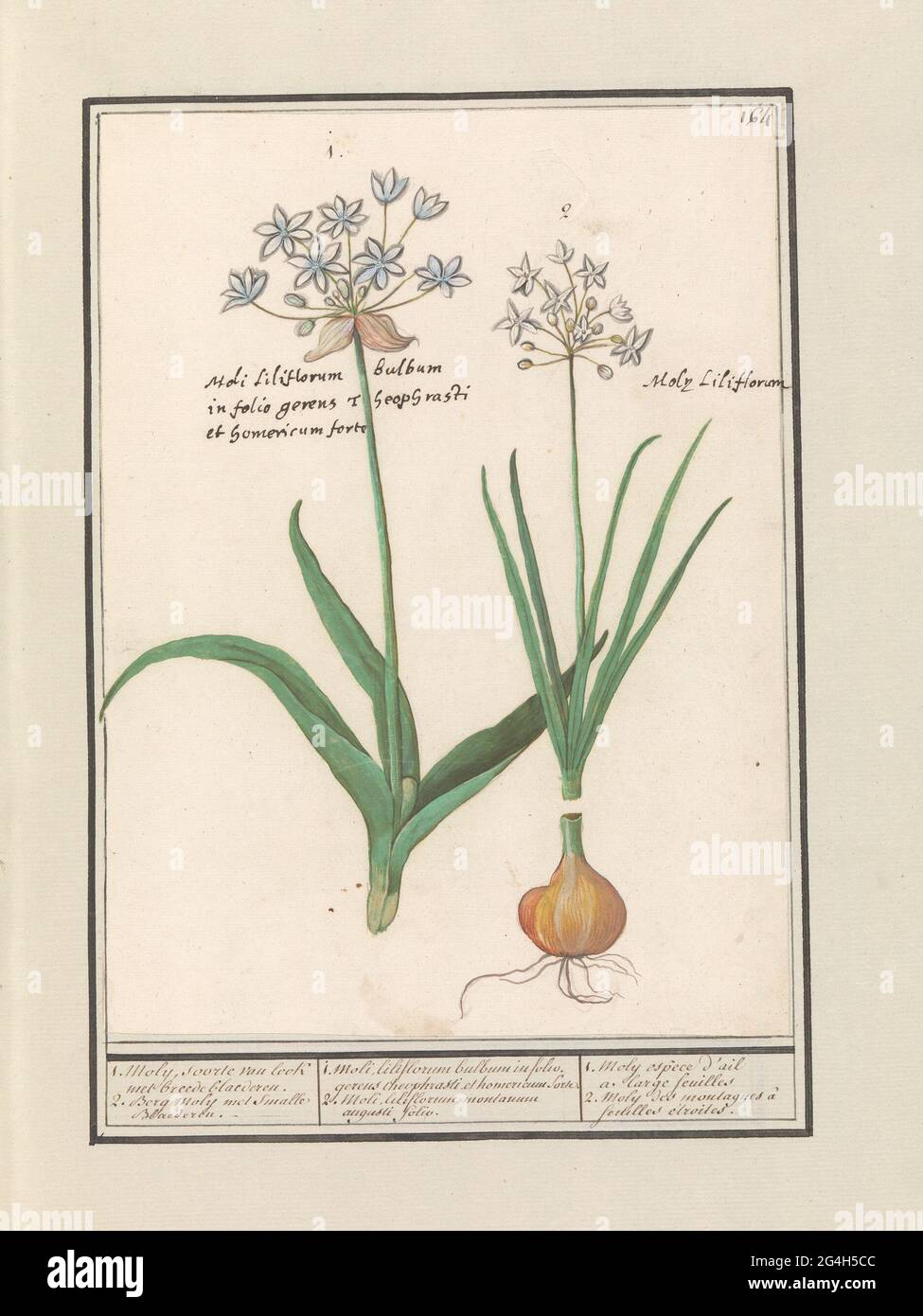 Daslook (Allium Ursinum); 1. MOLY, LOOD OF LOOK WITH BREED BLADER. 2. MOUNT MOLY with narrow leaves. / 1. Moli Liliforum Bulbum in Folio. Huis Cheophasti et Homericum Sorte. 2. Moli Liliforum Montanum Augusti Folio. / 1. MOLY ESPÈCE D'AIL A LARGE FEUILLES 2. Moly des Montagnes à Feuilles Etroits. Daslook. At the top right numbered: 164. With the flowers the Latin names. Part of the second album with drawings of flowers and plants. Ninth of twelve albums with drawings of animals, birds and plants known around 1600, made by Emperor Rudolf II. With explanation in Dutch, Latin and French. Stock Photo