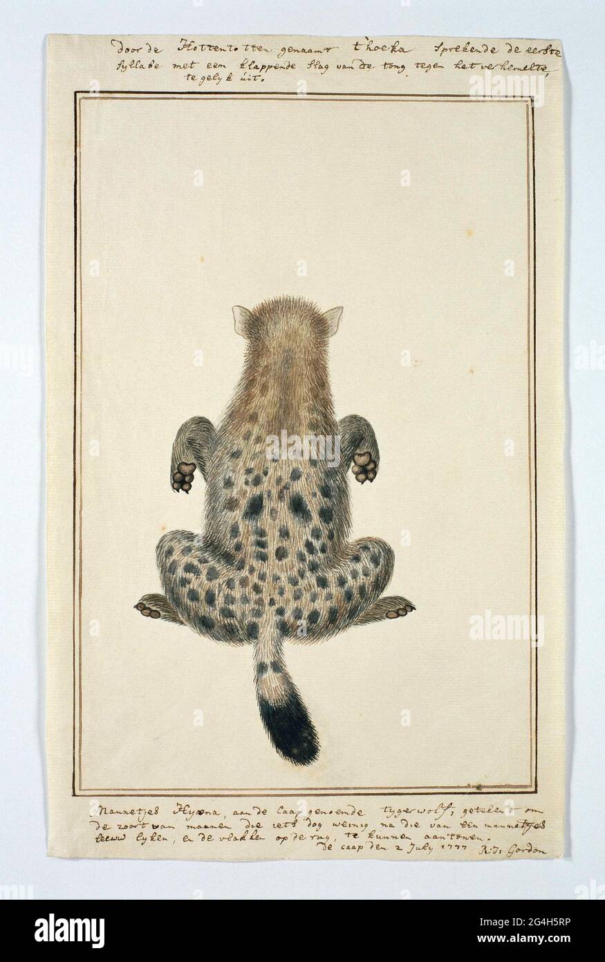 . Spotted hyena, also called tiger wolf Stock Photo - Alamy