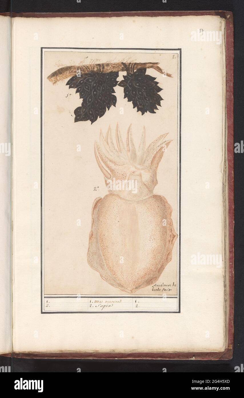 Sea cat or sepia (sepiida); 1. Uva Marina 2. Saepia. Zeekat and the clusters of black eggs from the sea kit. Numbered at the top right: 2. Part of the sixth album with drawings of fish, shells and insects. Sixth of twelve albums with drawings of animals, birds and plants known around 1600, commissioned by Emperor Rudolf II. With explanation in Dutch, Latin and French. Stock Photo