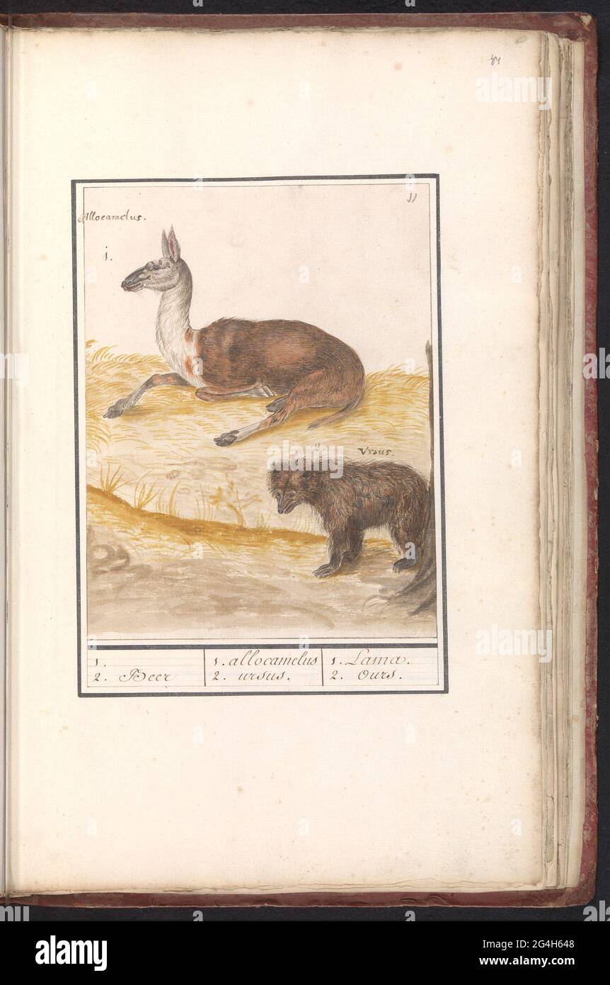 Lama (Lama Glama) and Brown Beer (Ursus Arctos Arctos); 1. 2. Beer / 1. Allocamelus 2. Ursus. / 1. Lama 2. Ours. Lama and European brown bear. Numbered at the top right: 11. With the names in Latin. Part of the second album with drawings of four-legged friends. Second of twelve albums with drawings of animals, birds and plants known around 1600, made by Emperor Rudolf II. With explanation in Dutch, Latin and French. Stock Photo