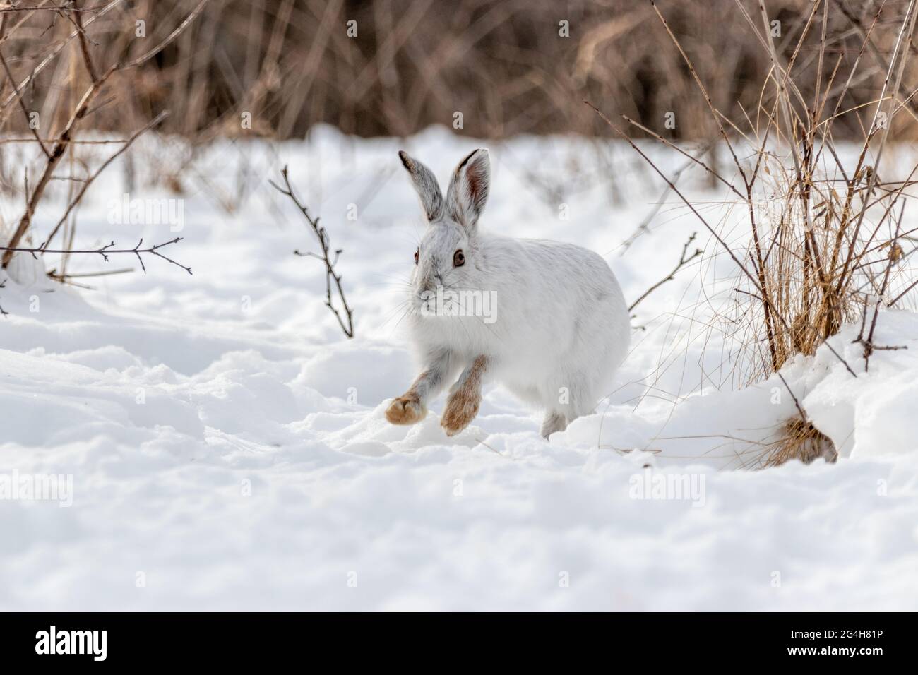 White snowshoe hare running in the snow in Canada. Mostly white with cute brown feet. Stock Photo