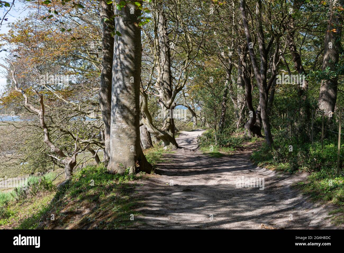 Tree lined section of the coastal path in spring near Itchenor, Chichester, West Sussex, England Stock Photo