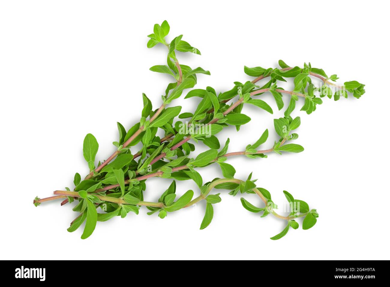 Oregano or marjoram leaves isolated on white background with clipping