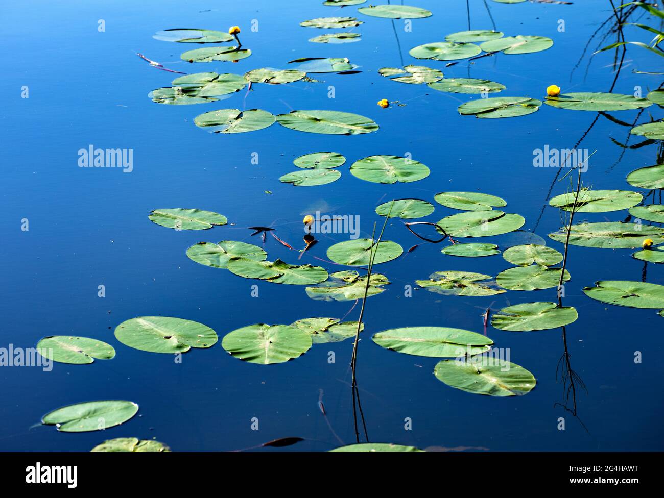 Yellow water lily -water plant with oval , floating leaves on summer time Stock Photo