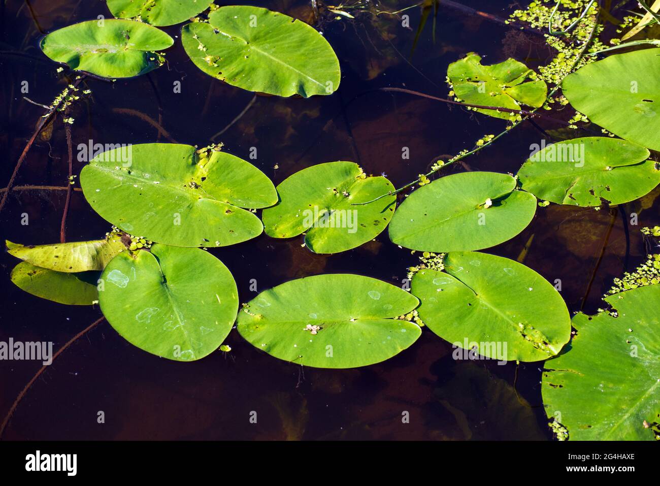 Yellow water lily -water plant with oval , floating leaves on summer time Stock Photo
