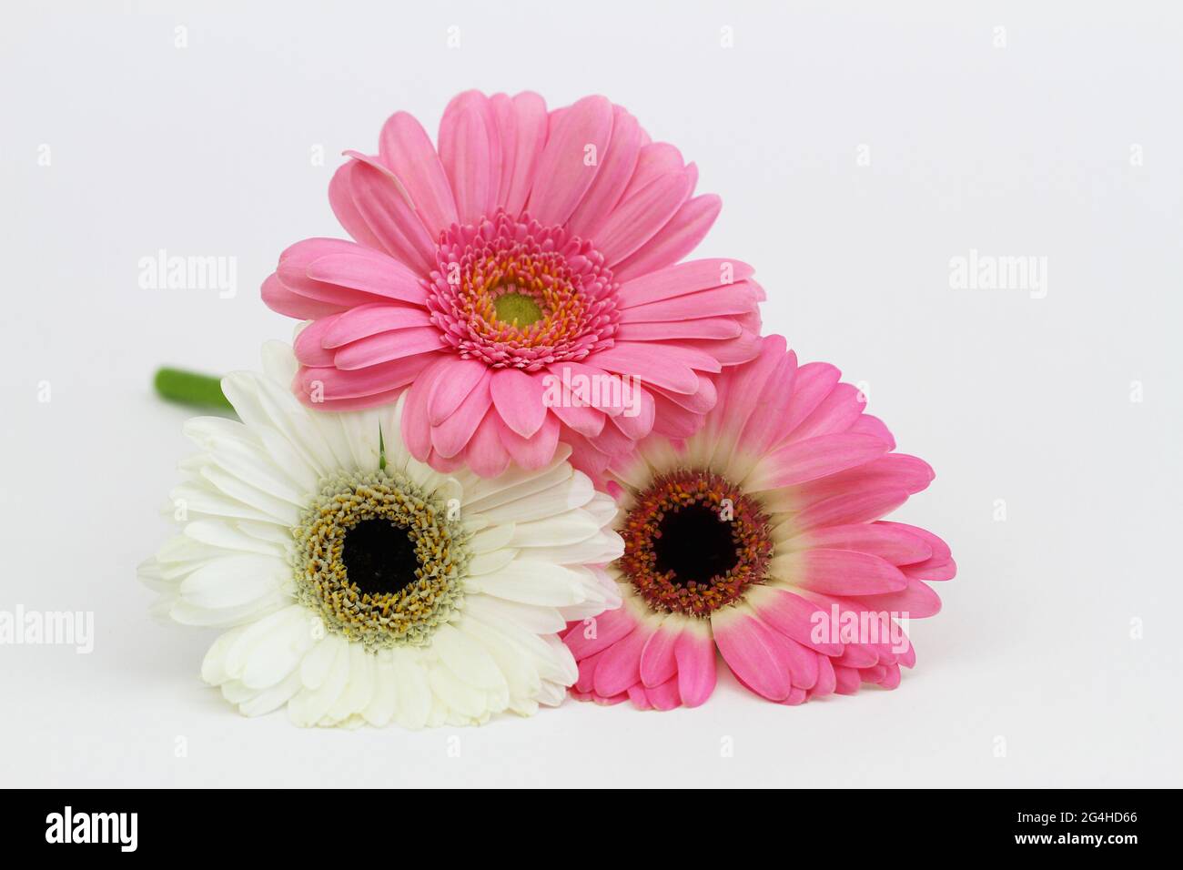 Three pink and white gerbera daisies on white background with copy space Stock Photo