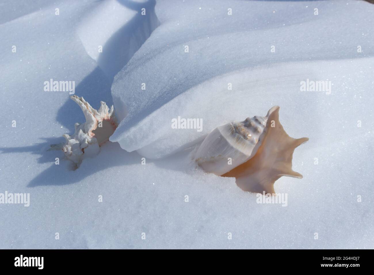 Tropical sea shell covered with snow. The concept of global climate change. Stock Photo