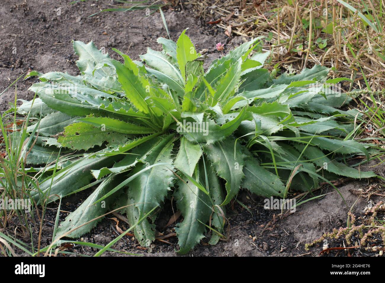 Field weed Sonchus asper.  Another names field milk thistle, field sowthistle, perennial sow-thistle, corn sow thistle, dindle, gutweed. Stock Photo