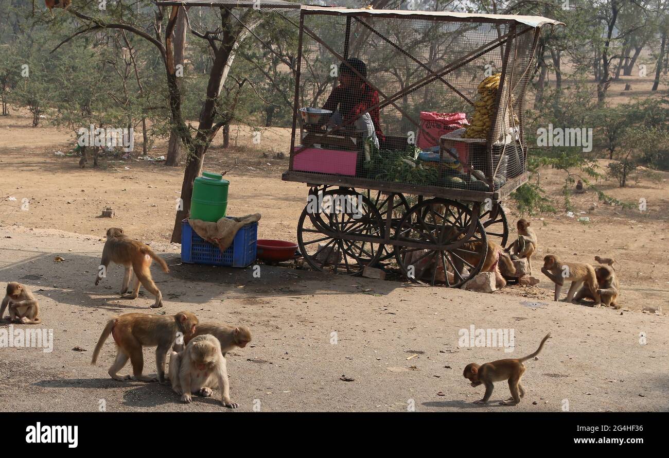 Jaipur, Rajasthan / India - Dec 06 2019: Banana seller sits in a cage so that the monkeys do not steal his goods Stock Photo
