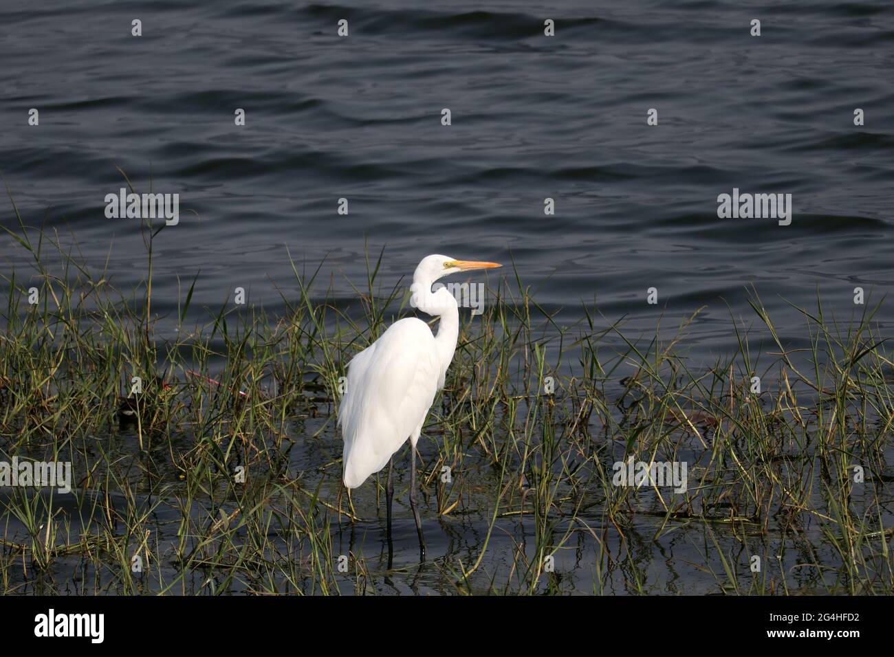 The heron stands on the water in the reeds. Stock Photo